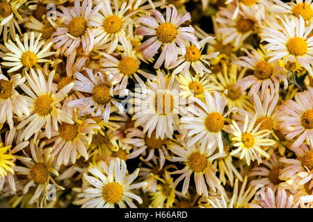 Chrysanthème Mary Stoker, jaune, feuilles d'automne Chrysanthemum Stoker Asters Banque D'Images