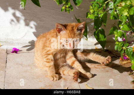 Rue de gingembre laver chaton sous un arbre Banque D'Images