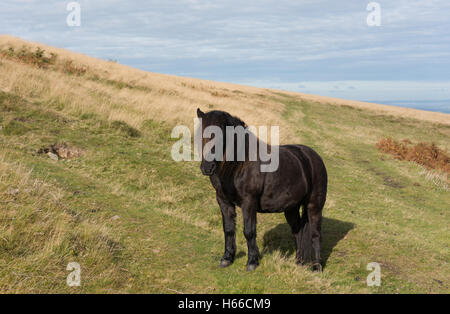 Poney Dartmoor (Equus ferus caballus) Pâturage sur Cosdon Hill au sein du Parc National de Dartmoor dans le Devon, England, UK Banque D'Images