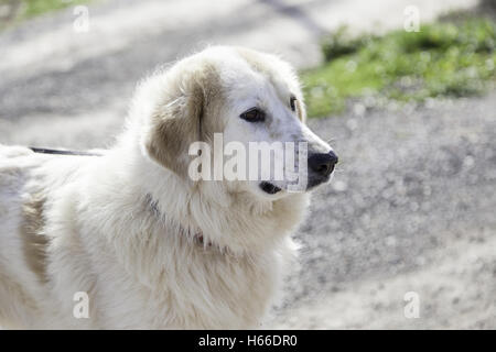 Champ blanc chien de Mastiff, nature Banque D'Images