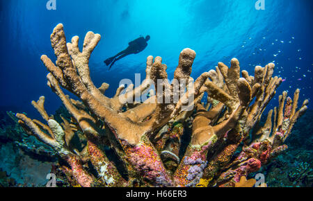 Scuba Diver et récif de corail dur les Îles Salomon Banque D'Images