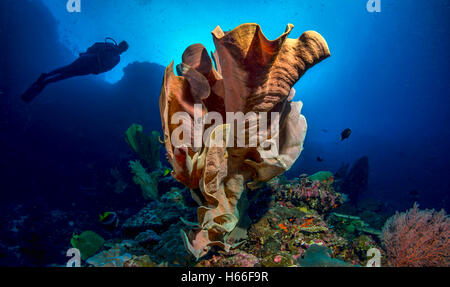 Coral reef avec éponge de mer et de plongée sous marine Banque D'Images