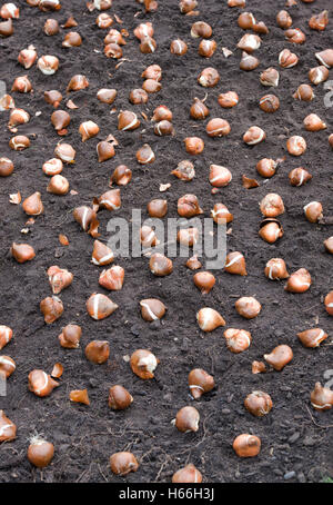 Tulipa. Prêts pour la plantation des bulbes de tulipes à l'automne. UK Banque D'Images