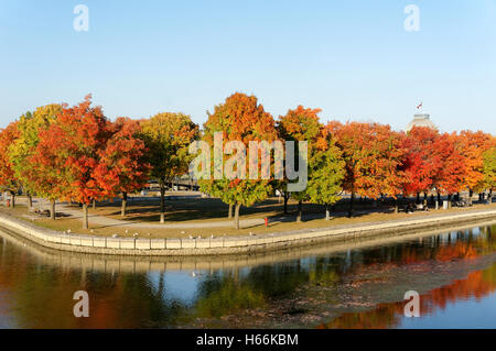 Les érables rouges dans le Parc du bassin Bonsecours, Vieux Port de Montréal, Québec, Canada Banque D'Images