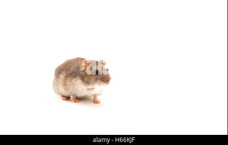 Hamster jeunes isolated on white Banque D'Images