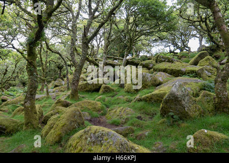 Wistman's wood, Dartmoor Banque D'Images