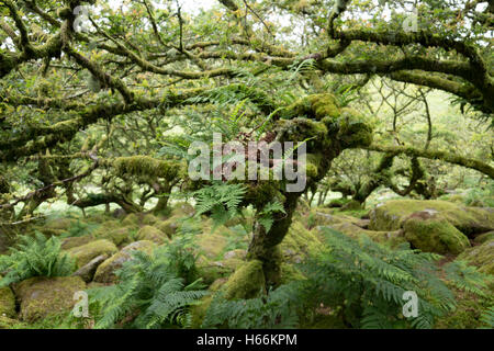 Wistman's wood, Dartmoor Banque D'Images