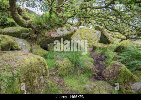 Wistman's wood, Dartmoor Banque D'Images