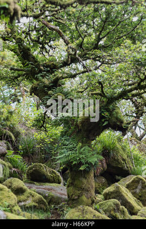 Wistman's wood, Dartmoor Banque D'Images
