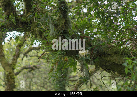 Wistman's wood, Dartmoor Banque D'Images