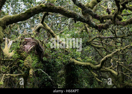 Wistman's wood, Dartmoor Banque D'Images