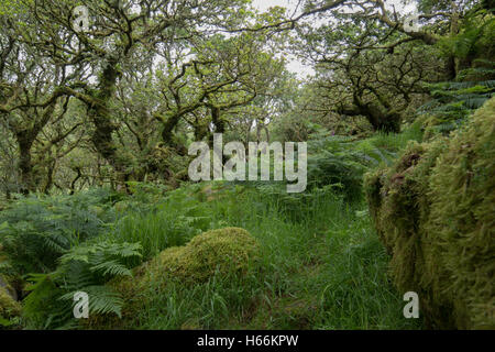 Wistman's wood, Dartmoor Banque D'Images