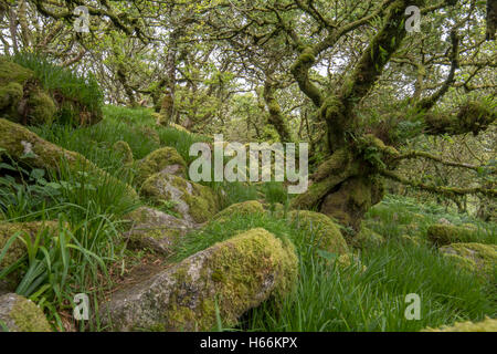 Wistman's wood, Dartmoor Banque D'Images