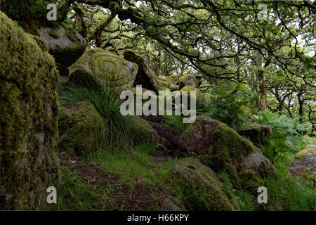 Wistman's wood, Dartmoor Banque D'Images