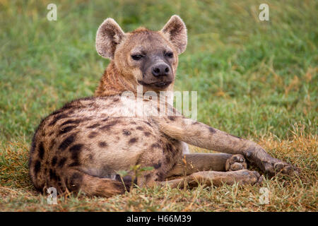 Femme hyène tachetée Crocuta crocuta hyène ou rire, fixant l'extérieur de la tanière, Laikipia Kenya Afrique Banque D'Images