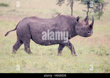 Le rhinocéros noir ou un crochet-lipped rhinoceros Diceros bicornis dans les prairies ouvertes, Laikipia Kenya Afrique Banque D'Images