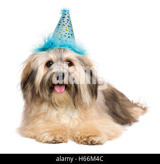 Heureux mignon Bichon Havanese puppy dog in a blue party hat Banque D'Images