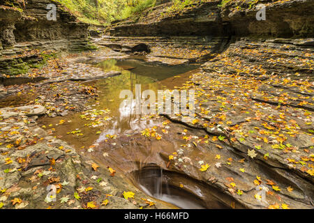 Arbres se reflétant dans les piscines bordées d'une couche de feuilles dans le babeurre babeurre dans Gorge Falls State Park, Ithaca, New York Banque D'Images
