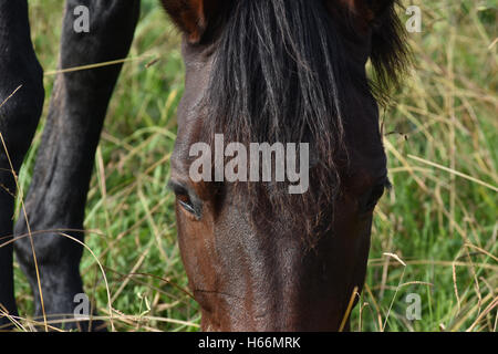 Cheval brun foncé avec tête de pâturage par le sol Banque D'Images