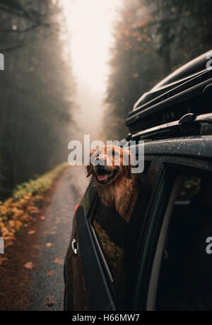 Golden retriever à traîner la fenêtre sur un trajet en voiture par l'intermédiaire de Washington Banque D'Images