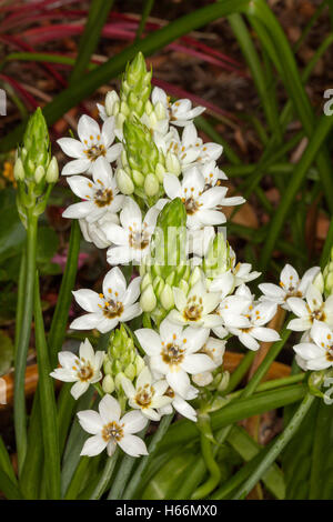 Grappe de superbes fleurs blanches, feuilles et bourgeons vert conique de l'Ornithogalum 'flocon' Chesapeake sur fond sombre Banque D'Images