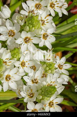 Grappe de superbes fleurs blanches et de bourgeons vert d'Ornithogalum 'flocon Chesapeake' sur le feuillage vert en arrière-plan Banque D'Images