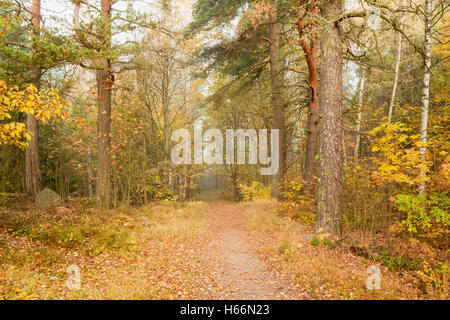 Matin brumeux forêt d'automne Banque D'Images