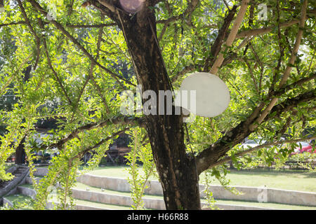 Vieux arbre vert dans le jardin, stock photo Banque D'Images