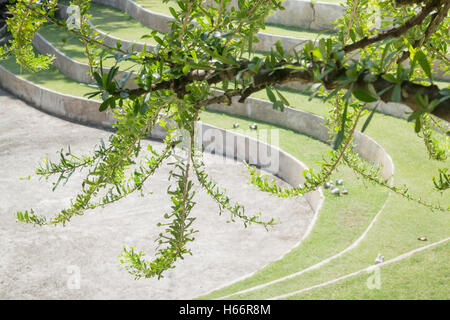 Branche d'arbre dans le parc, stock photo Banque D'Images