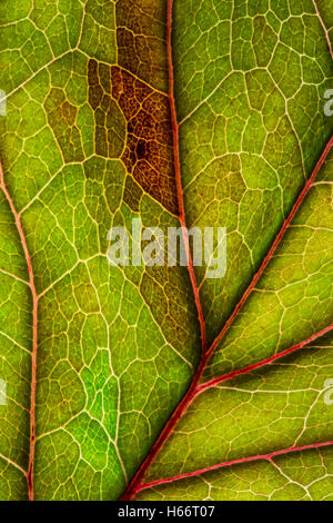 Feuilles présentant des nervures rétroéclairé. Banque D'Images