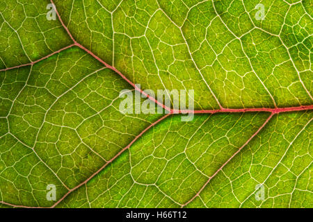 Feuilles présentant des nervures rétroéclairé. Banque D'Images