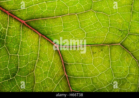 Feuilles présentant des nervures rétroéclairé. Banque D'Images