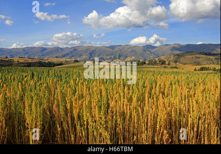 La quinoa quinoa rouge et jaune domaine dans les hautes terres andines du Pérou Banque D'Images