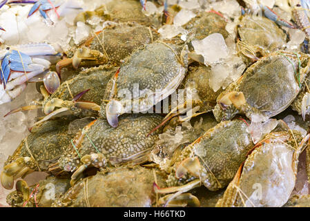 Crabe Crabe bleu, fleur bleue, crabe, crabe nageur cheval Banque D'Images