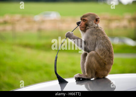 Close up of a horizontal singe macaque rhésus assis sur le toit d'une voiture. Banque D'Images