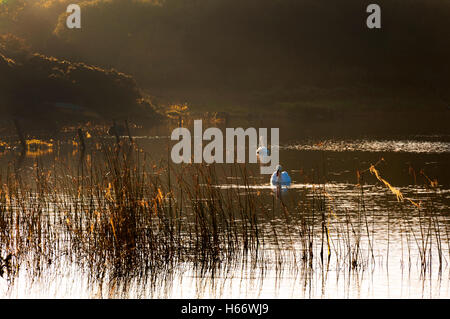 La lumière du matin d'automne sur le lac Shanaghan, Ardara, comté de Donegal, Irlande Banque D'Images