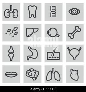 Vector icons set anatomie ligne noire sur fond gris Illustration de Vecteur