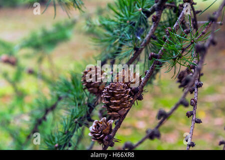 Direction générale des cônes de pin avec une balle dans la forêt avec effet de flou et de l'automne des tons jaune en arrière-plan. Banque D'Images