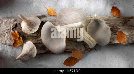 Matières premières fraîches cueillies pleurotes grises, Pleurotus ostreatus, non cuit Banque D'Images