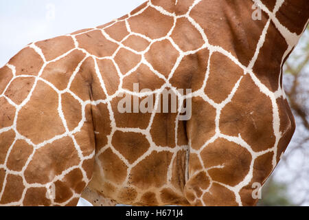 Recticulated motif peau girafe Giraffa camelopardalis reticulata Parc National de Meru au Kenya Banque D'Images