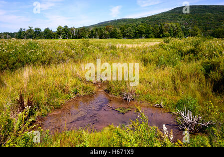 Canaan Valley National Wildlife Refuge Banque D'Images