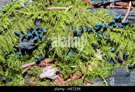 Chlorociboria aeruginascens champignon poussant dans la forêt. Banque D'Images