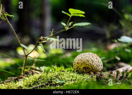 Lycoperdon marginatum champignons dans un sol forestier. Banque D'Images