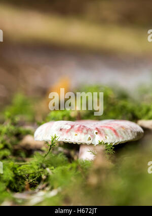 Russula emetica croissant sur la mousse dans la nature du sol. Banque D'Images