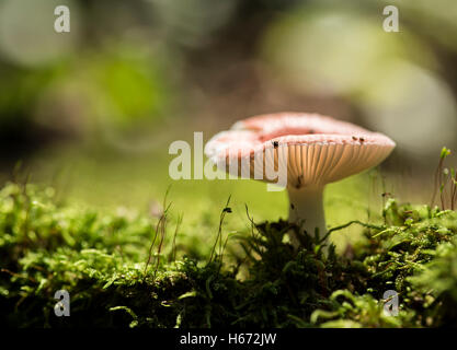 Russula emetica croissant sur la mousse dans la nature du sol. Banque D'Images