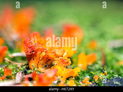 Tremella aurantia mushroom close up d'agrandissement. Banque D'Images