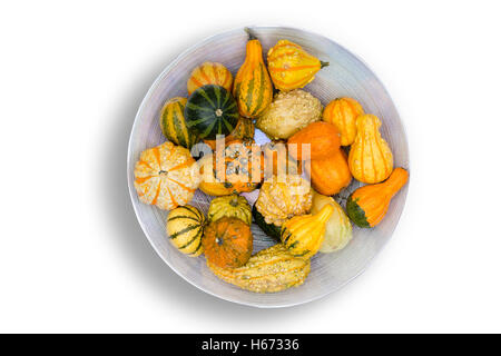 Orange et vert coloré automne ornemental gourdes pièce maîtresse pour une table de Thanksgiving (vue de dessus sur un fond blanc Banque D'Images