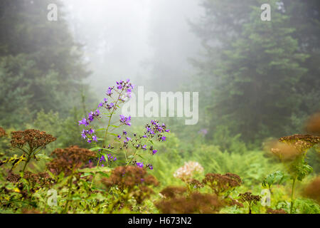 Fleurs de Montagne dans la forêt de brouillard près de Camlihemsin, Rize, Turquie Banque D'Images