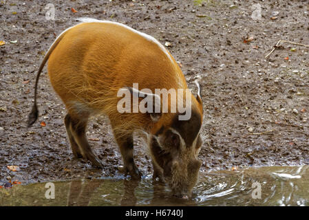 La rivière Rouge (porc-Potamochoerus porcus), aussi connu sous le potamochère. Banque D'Images