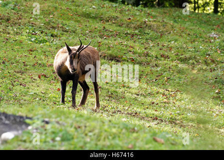 Isards, Rupicapra pyrenaica, est une antilope de chèvre qui vit dans les monts Cantabriques, Pyrénées et montagne apennine Banque D'Images